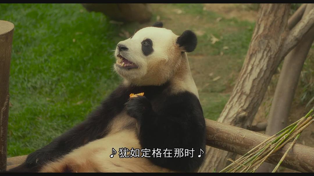 再见,福宝 剧照10