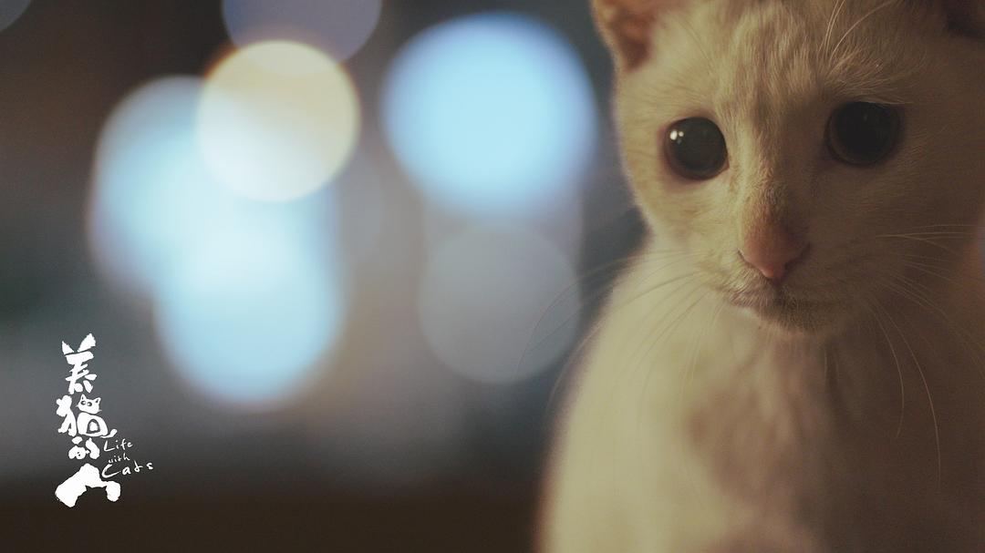 养猫的人 剧照3
