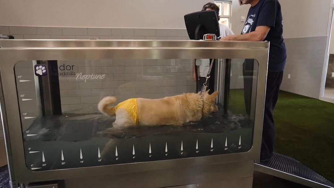 老友狗狗 剧照9