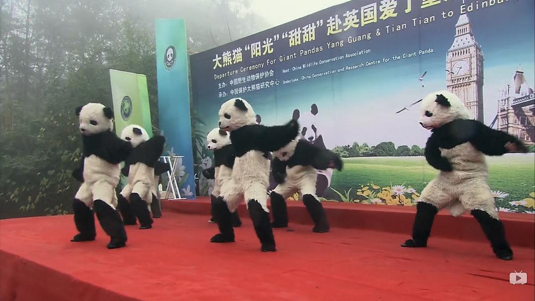 爱上大熊猫 剧照8