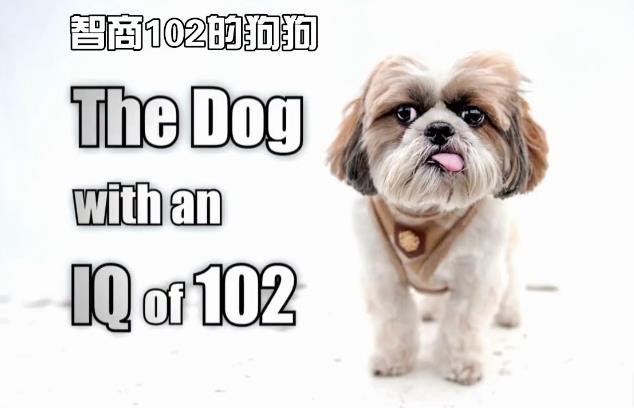 天才狗狗 剧照2