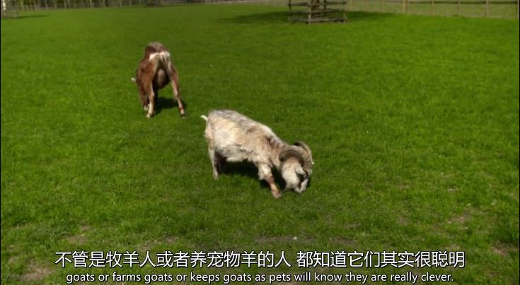 天才狗狗 剧照5