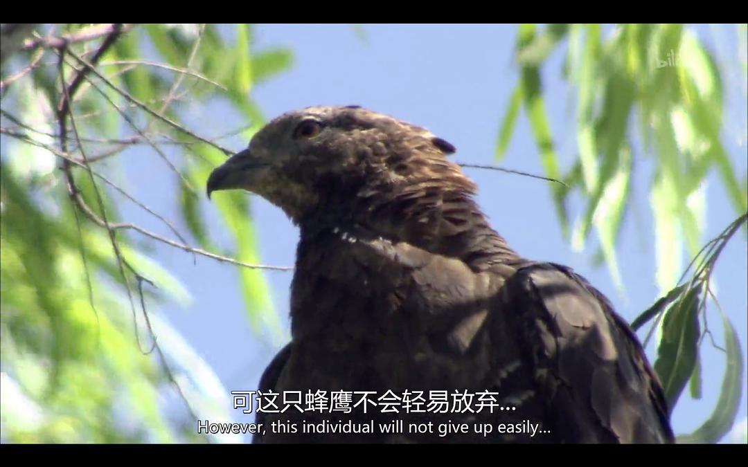 野生动物:蜂巢猎手-凤头蜂鹰 剧照4