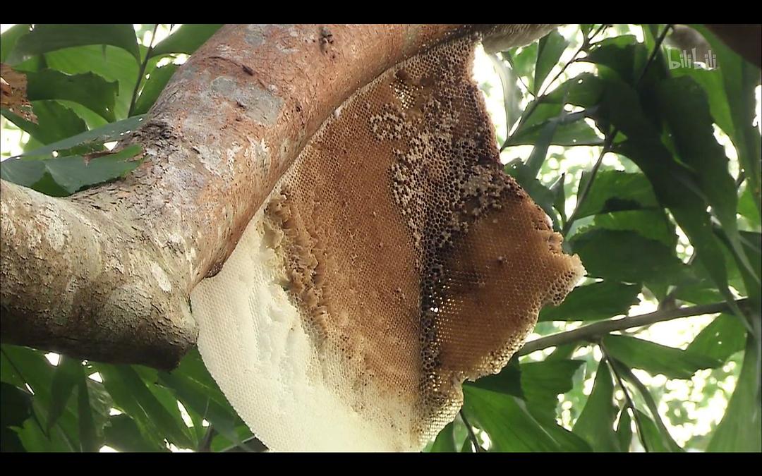 野生动物:蜂巢猎手-凤头蜂鹰 剧照8