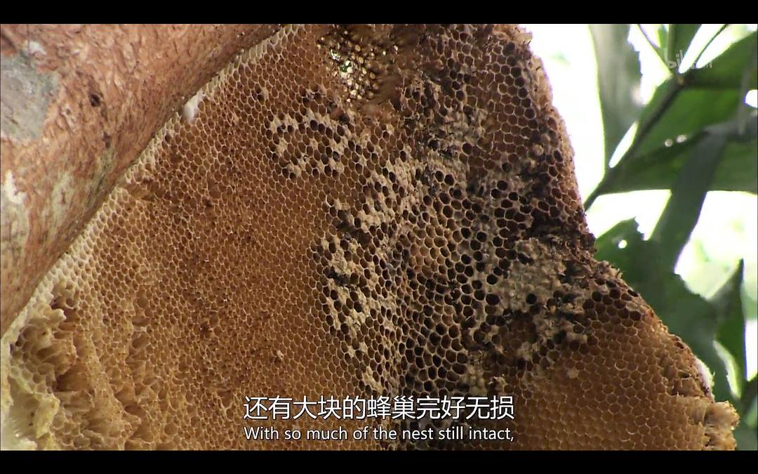 野生动物:蜂巢猎手-凤头蜂鹰 剧照10
