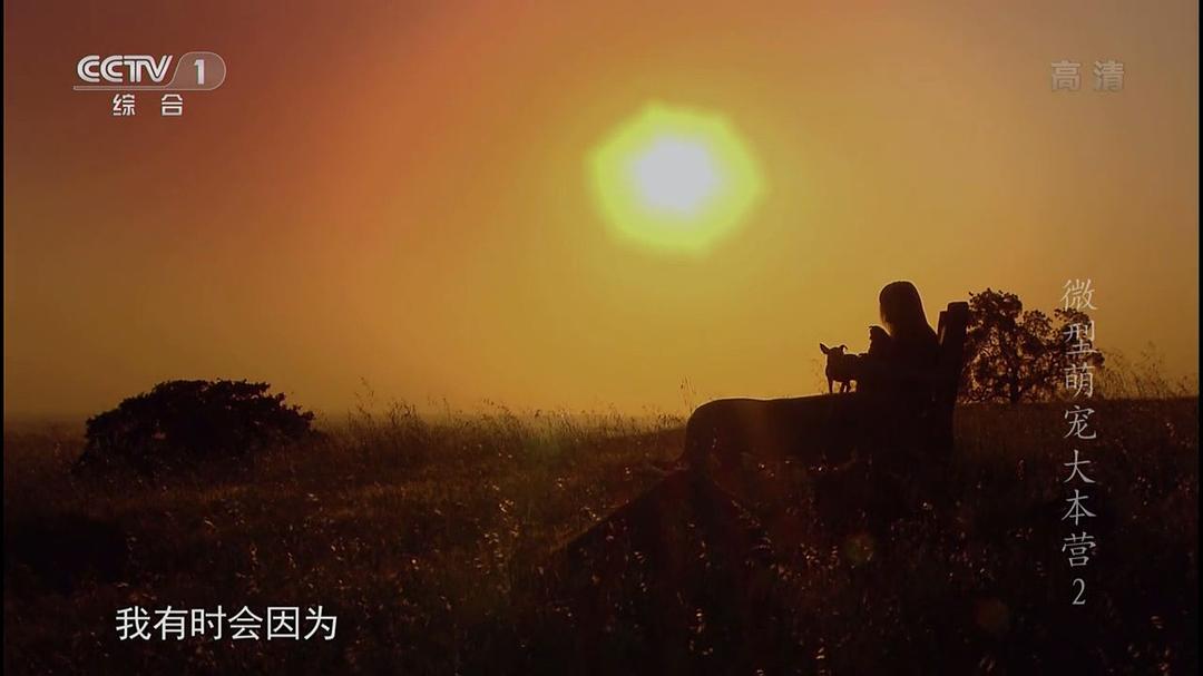 微型萌宠大本营 剧照6