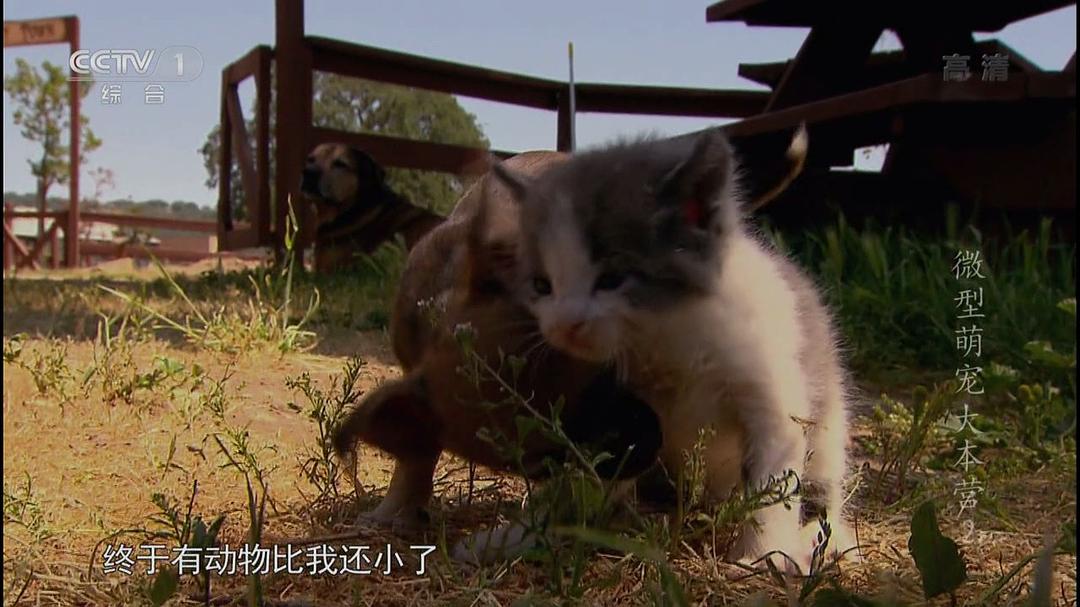 微型萌宠大本营 剧照8