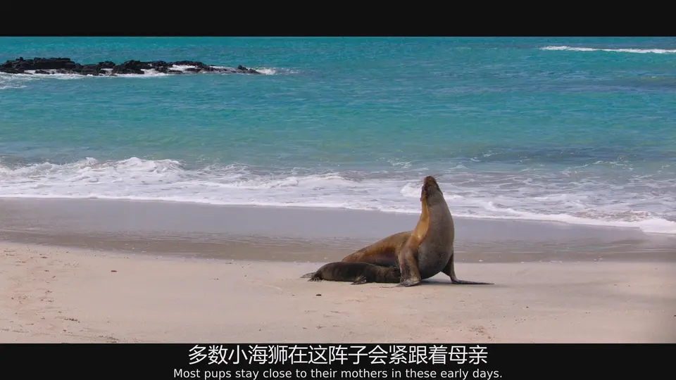 海狮利奥环岛记 剧照3