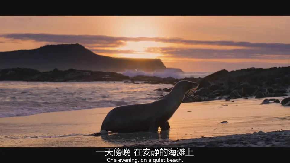 海狮利奥环岛记 剧照4