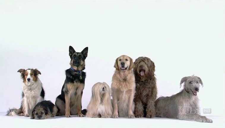 改变世界的犬类 剧照2