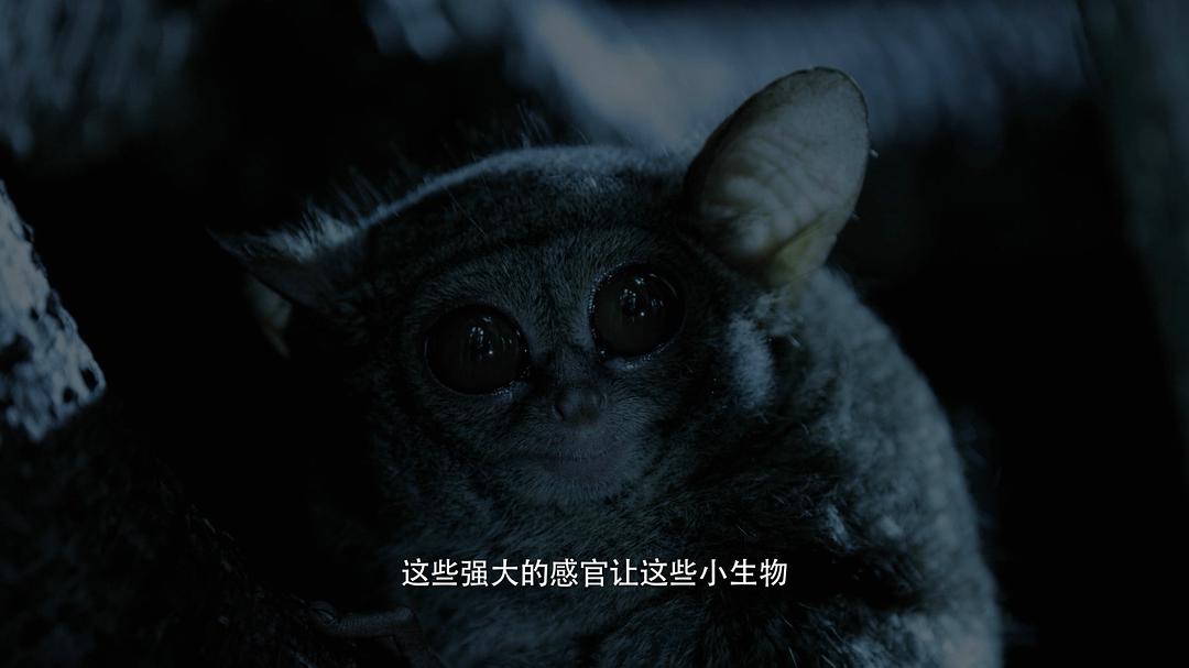 奇妙星球 剧照4