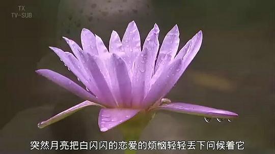 赤的疑惑 剧照8