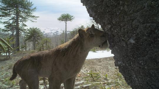 史前星球:冰川时代 剧照1