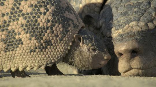 史前星球:冰川时代 剧照6