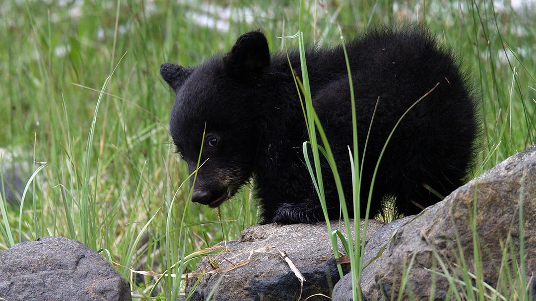 加拿大野生动物赏 剧照1