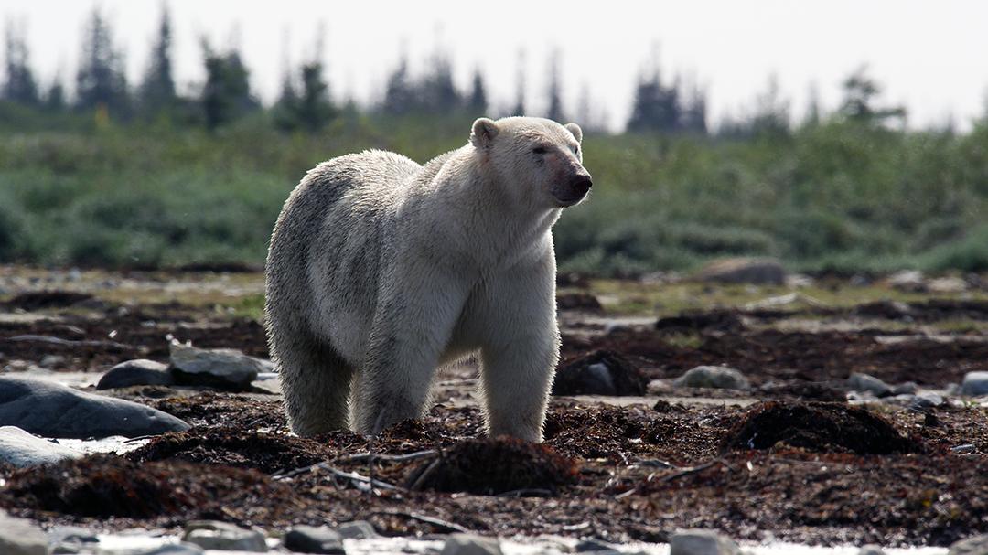 加拿大野生动物赏 剧照2