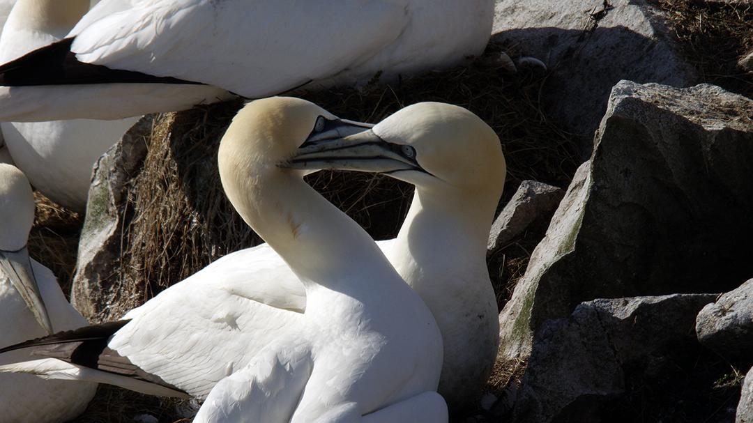加拿大野生动物赏 剧照3