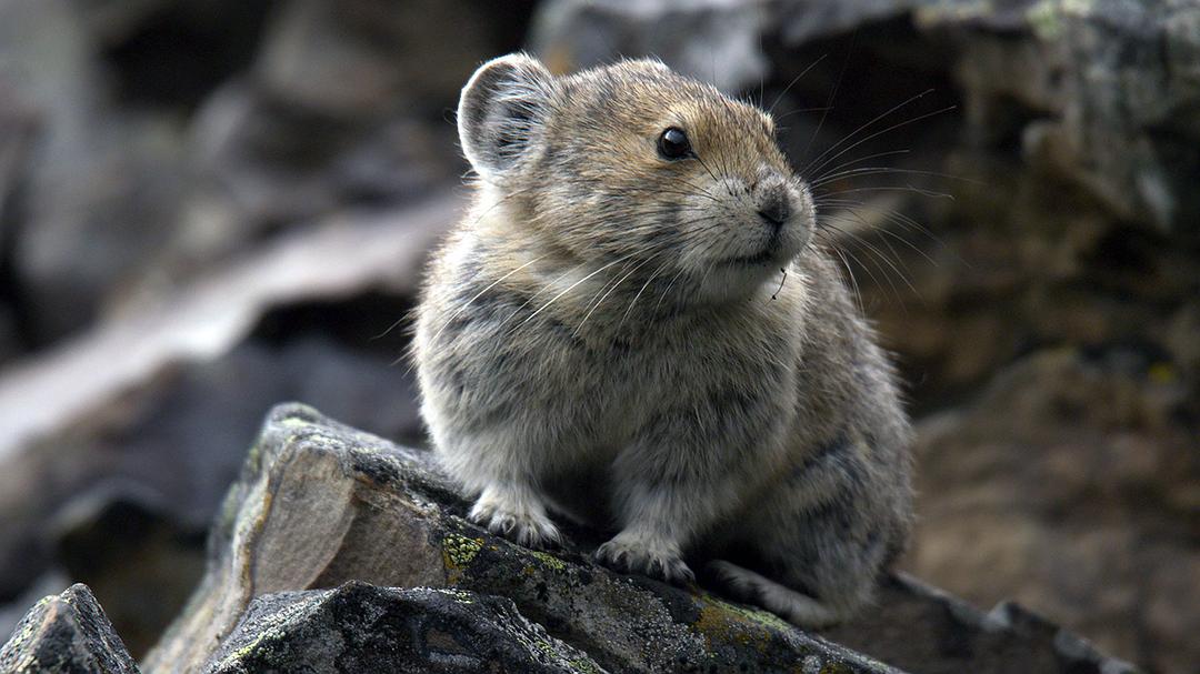 加拿大野生动物赏 剧照4