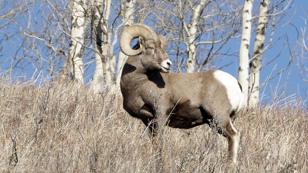 加拿大野生动物赏 剧照6