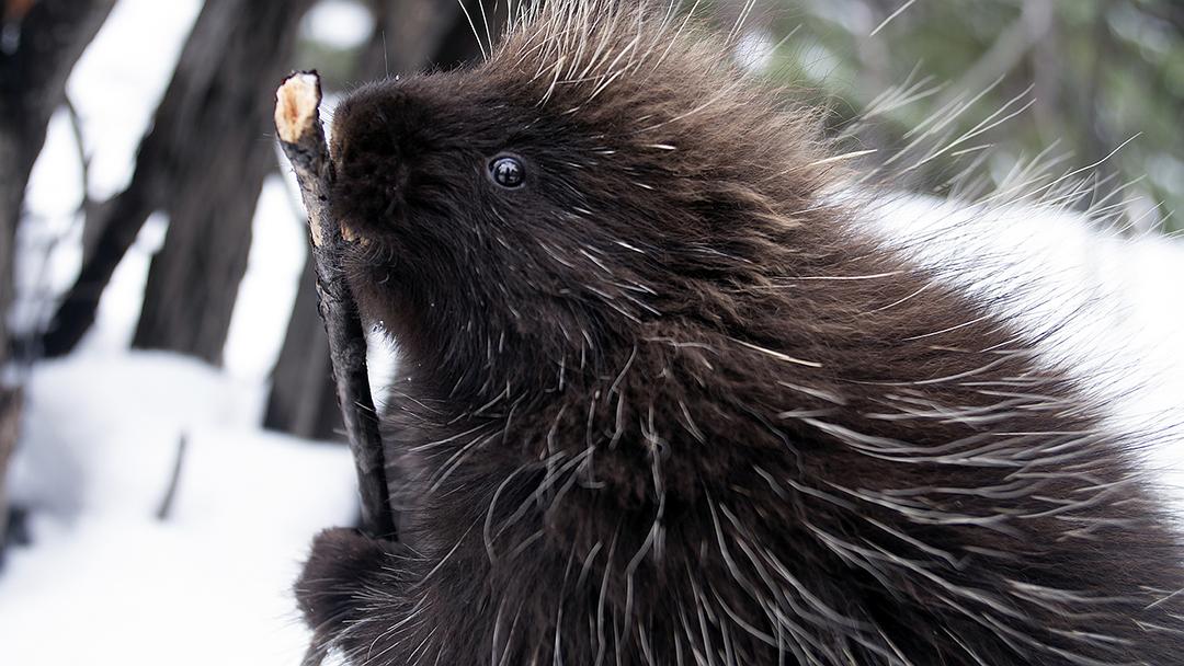 加拿大野生动物赏 剧照7