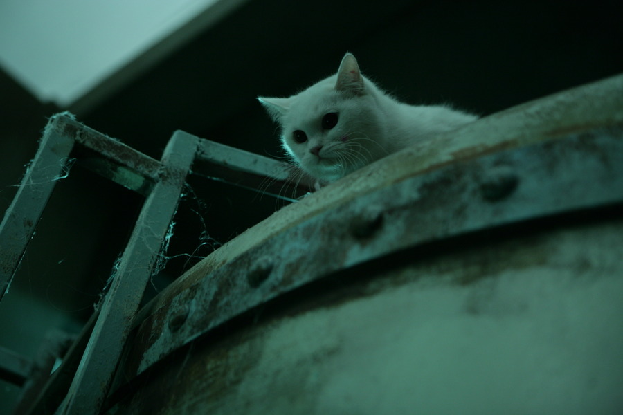 猫:看见死亡的双眼 剧照7