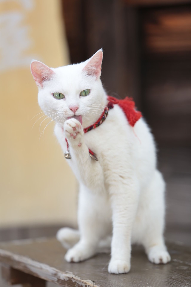 猫侍 剧场版 剧照4