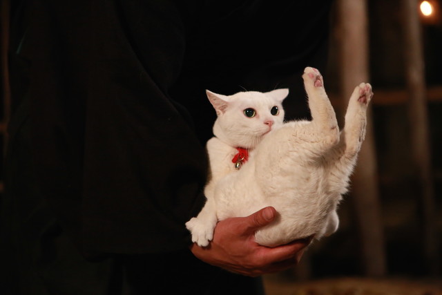 猫侍 剧场版 剧照9