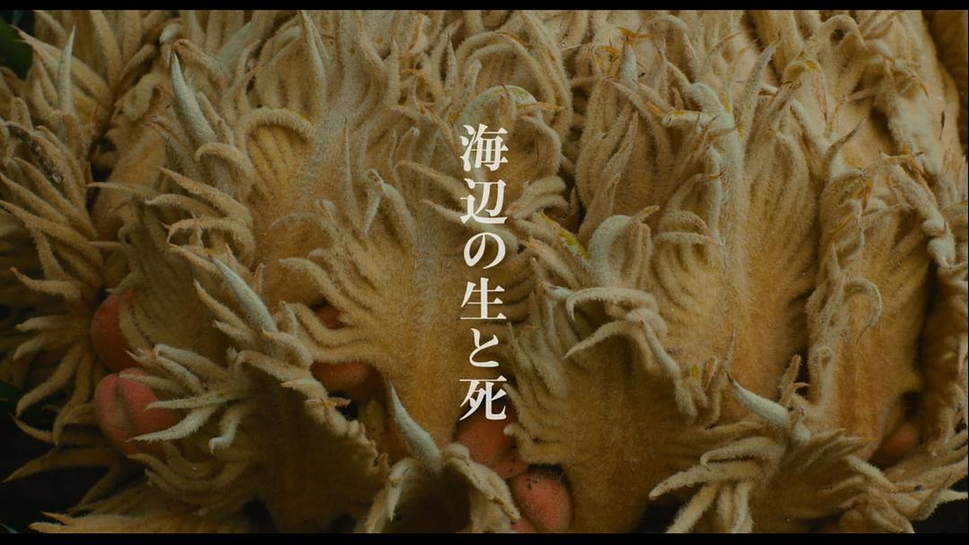 海边的生与死 剧照10