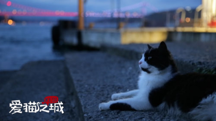 爱猫之城 剧照10