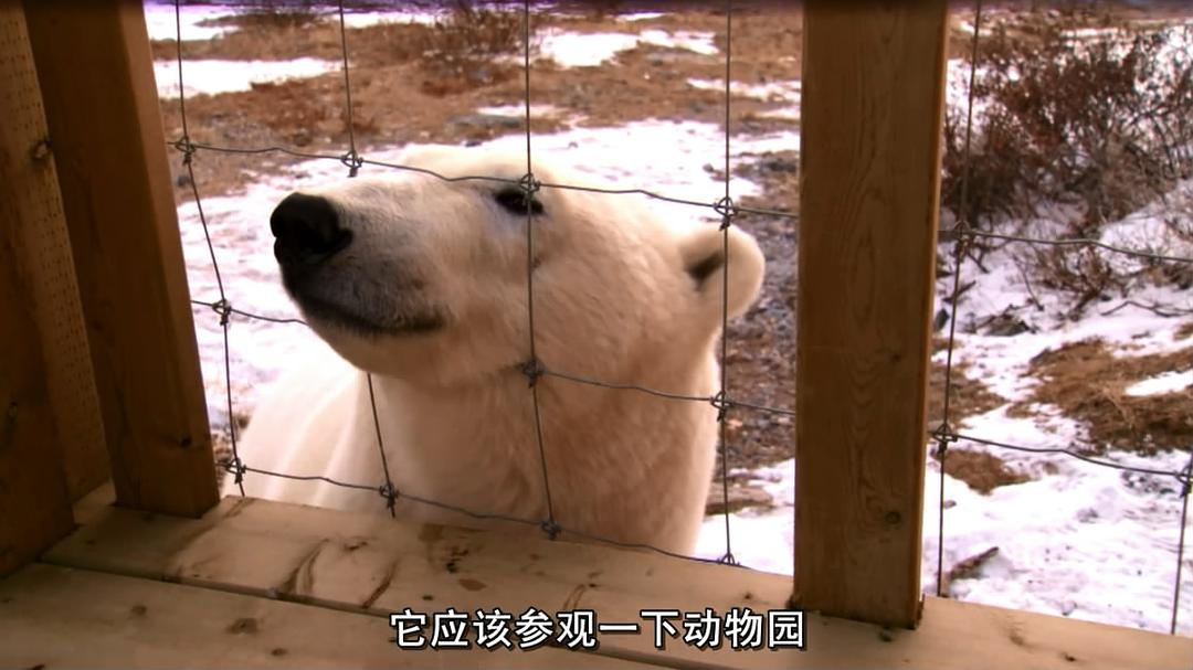 北极熊:一个夏天的奥德赛 剧照1