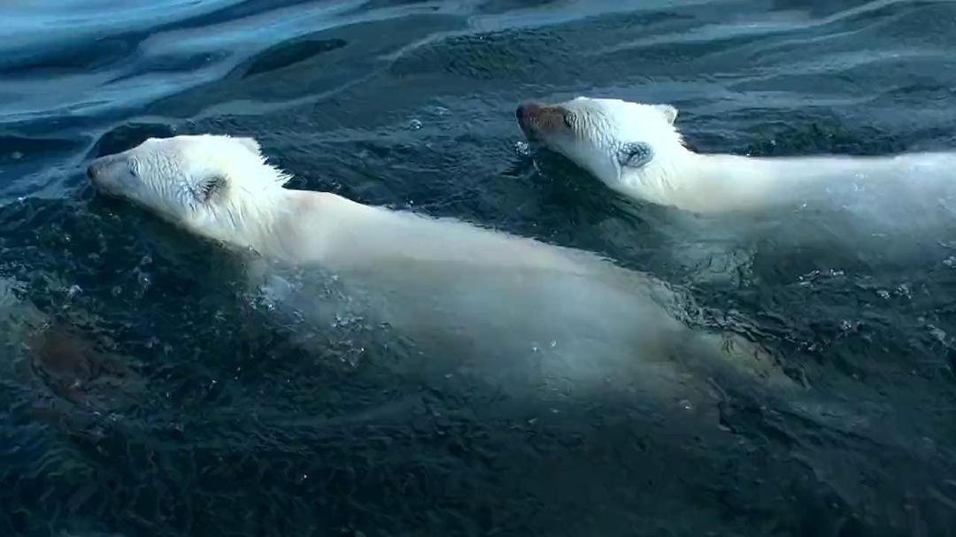 北极熊:一个夏天的奥德赛 剧照2
