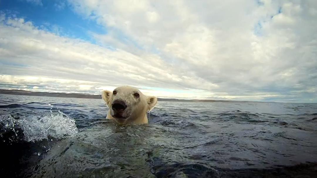 北极熊:一个夏天的奥德赛 剧照3