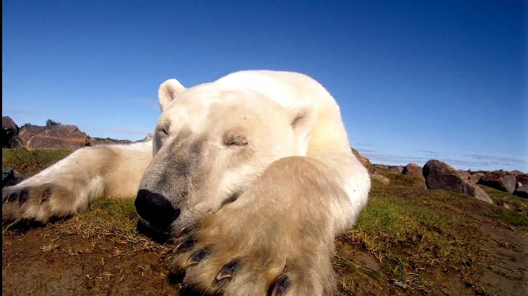 北极熊:一个夏天的奥德赛 剧照4