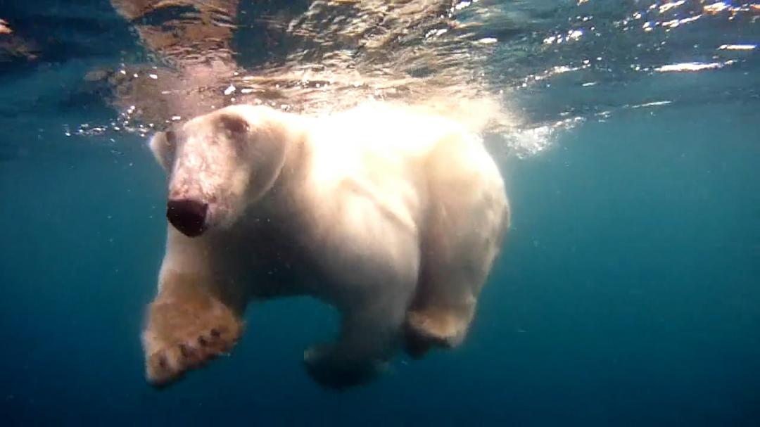 北极熊:一个夏天的奥德赛 剧照5