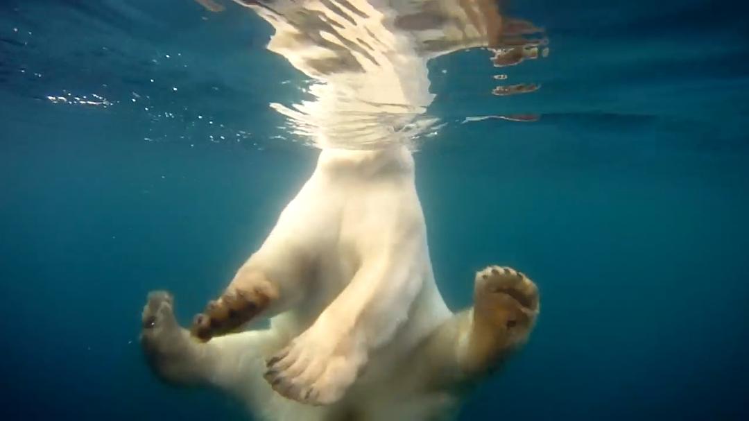 北极熊:一个夏天的奥德赛 剧照6