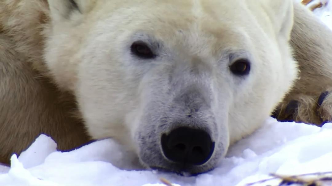 北极熊:一个夏天的奥德赛 剧照8