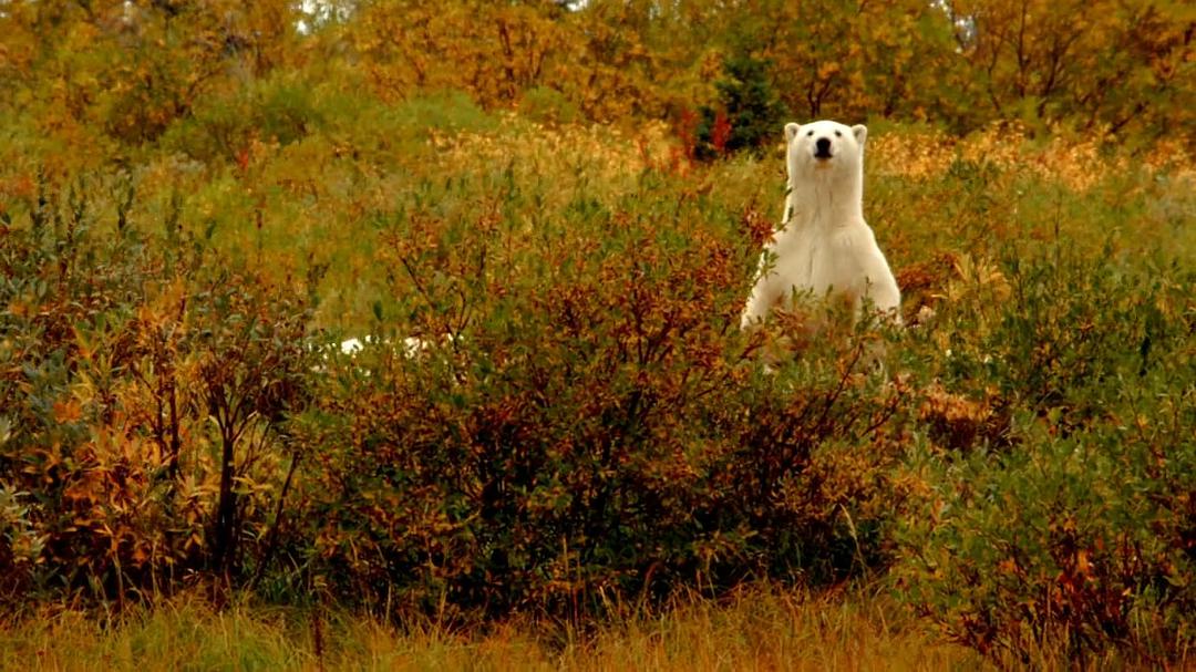 北极熊:一个夏天的奥德赛 剧照10