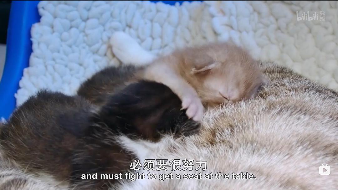 可爱的小崽子们 剧照8