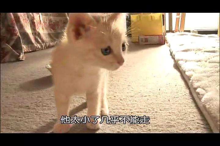 猫咪物语2 剧照9