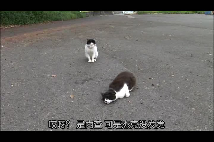 猫咪物语3 剧照2