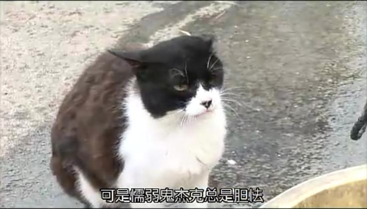 猫咪物语3 剧照7