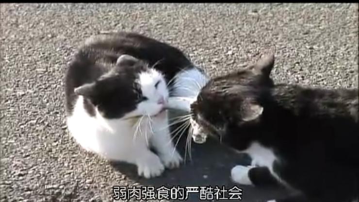 猫咪物语3 剧照9