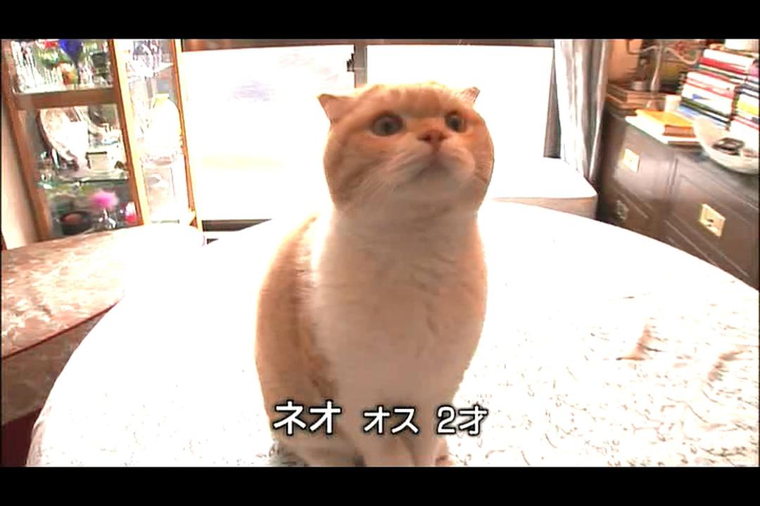 猫咪物语4 剧照6