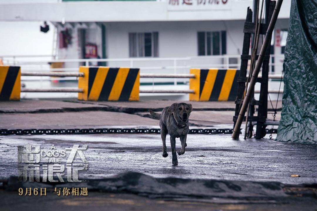 忠犬流浪记 剧照8