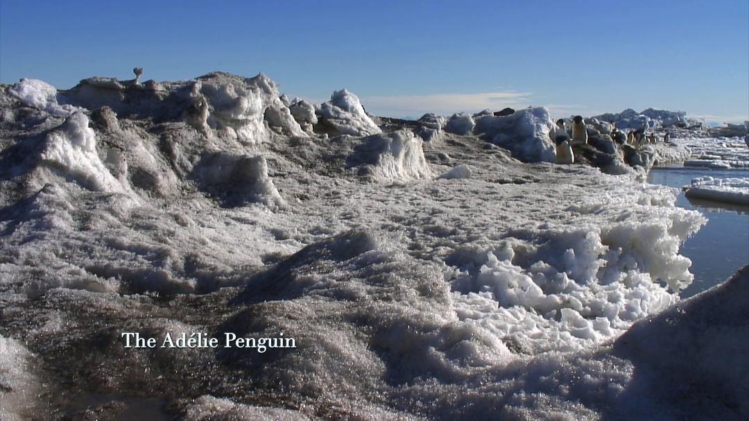 南极洲:冰上的一年 剧照7