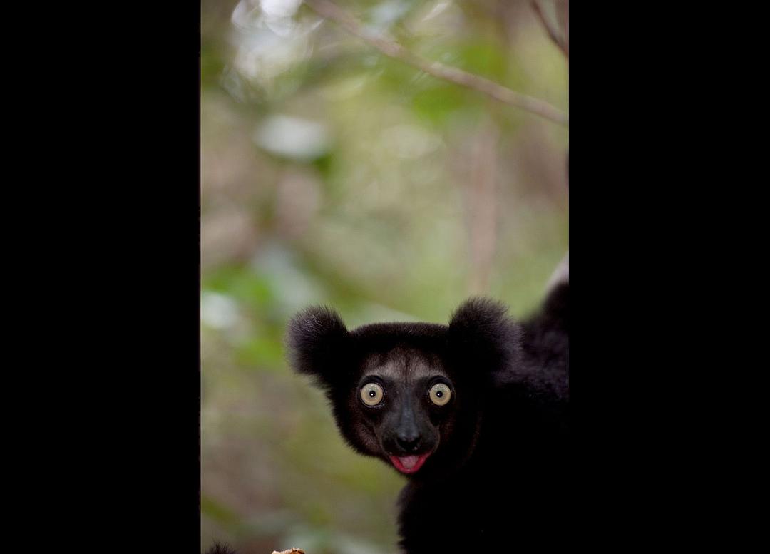 马达加斯加:狐猴之岛 剧照1