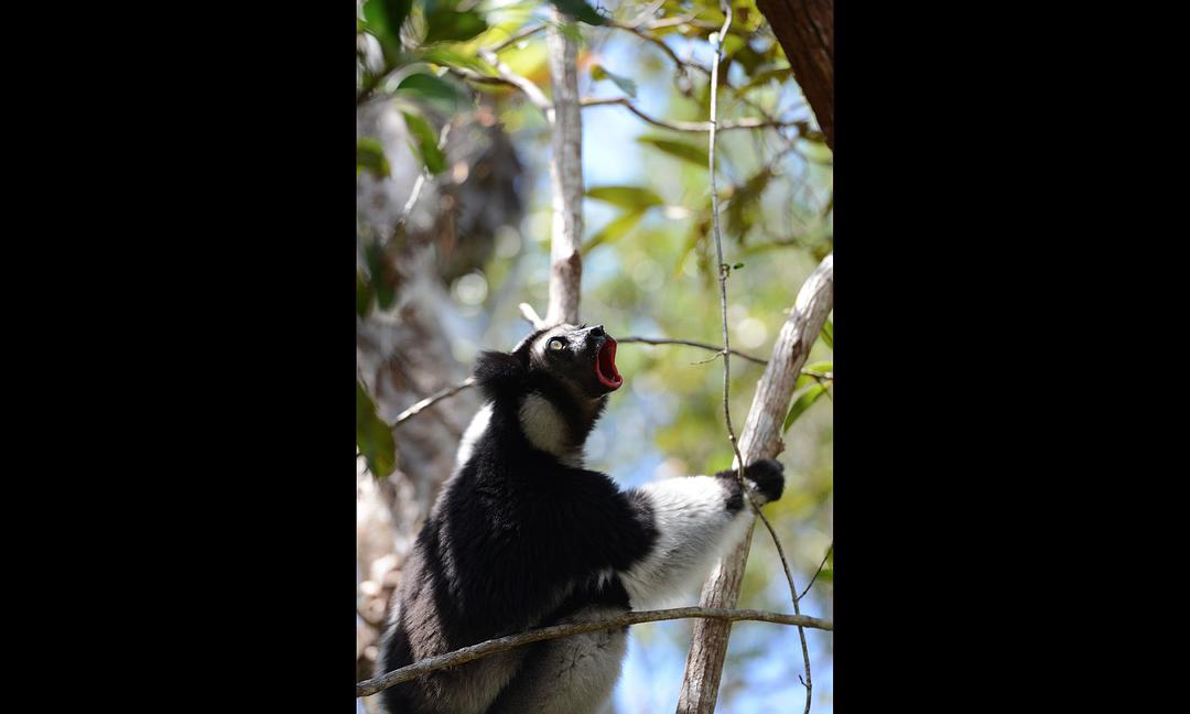 马达加斯加:狐猴之岛 剧照2