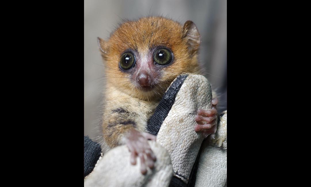 马达加斯加:狐猴之岛 剧照6