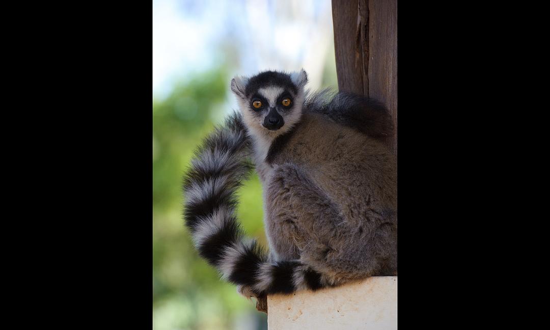 马达加斯加:狐猴之岛 剧照8