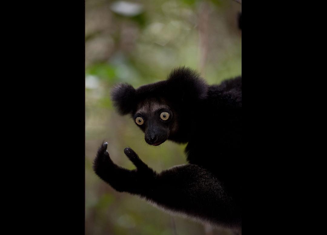 马达加斯加:狐猴之岛 剧照10